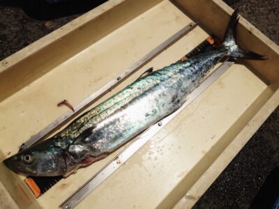 <p>沖の北　ショアジギでサゴシ！</p>