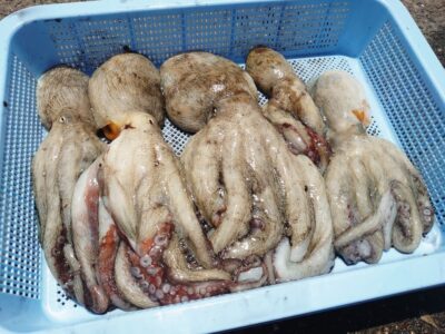 <p>マスカッツ様　旧一文字赤灯〜3番　タコエギで良型タコ🐙小さいのはリリース♪</p>