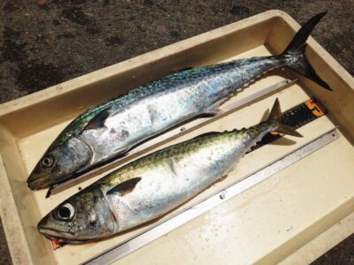<p>藤岡様　沖の北　ショアジギでサゴシと大サバ！</p>