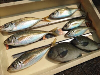 <p>川原鮮魚店様　沖の北先端外向き　エビ撒き釣りで29cmまでの中アジ！3つほど良型バラしもあったようです。近くのサビキの方は豆アジのみでした。捌いたら小魚が出てきたのでエビ撒きのほうがええのかな。</p><p>根魚は全く釣れなかったそうなので苦潮な感じ。</p>