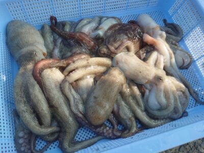 <p>藤岡君　旧一文字赤灯〜3番　タコエギで新子タコ🐙</p>