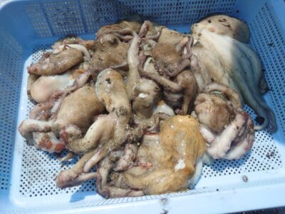<p>ハネムーン様 旧一文字カーブ〜白灯 タコエギで新子タコ🐙良型もかかったそうですが、タモ入れでもたついて…。</p>