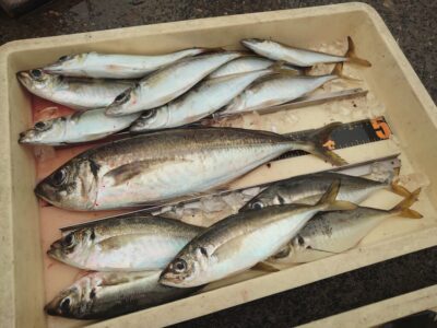 <p>川原鮮魚店様　沖の北先端外向き　エビ撒き釣りで44cmの大アジ！！！小さく見える中アジも26〜28cmあります♪</p><p>早朝にサビキで小アジ→エビ撒きで根魚狙い→7時を過ぎて浅ダナでグレ狙いに変更→8時からアジ入れ食いだったそうです。</p>