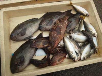 <p>川原鮮魚店様　別撮り</p>