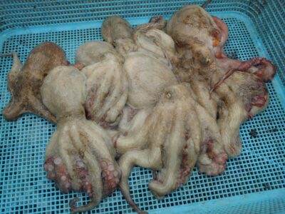 <p>旧一文字カーブ周辺　タコエギで新子＆良型タコ🐙</p>