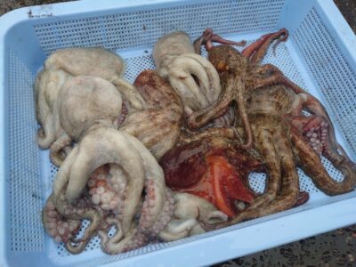<p>にったこ様　中波止3番　タコエギで新子タコ🐙2日連続ツ抜け達成！</p>