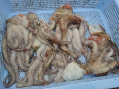<p>池尾様　旧一文字赤灯　内向き＆外向き遠投　タコエギで新子タコ🐙</p>