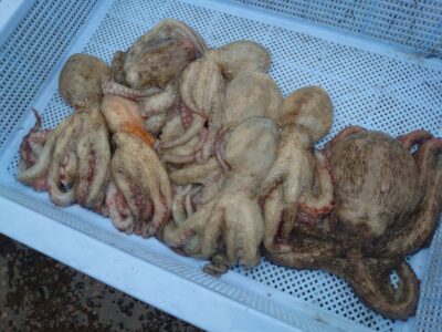 <p>旧一文字白灯　タコエギで新子タコ🐙</p>