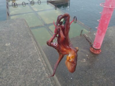 <p>沖の北外向き　タコエギで新子タコ🐙</p><p>朝から下げの潮なんですが、下げ具合が足りないのか、小潮の5時干潮で満潮・干潮前後の食わないパターンなのか…。</p><p>中波止も1時間ほど様子を見ましたが、タコジグサイズがちょっとだけ。旧も似たような感じでした。</p><p>今週は週末まで朝から下げの潮なんで期待値高めなんですが、どうなるやら…。</p>