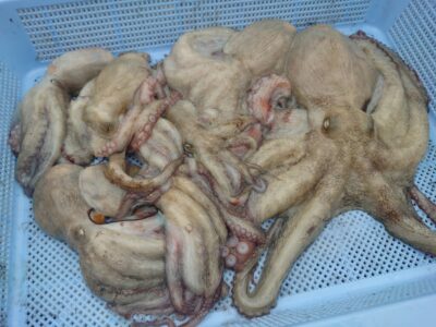 <p>弟タツタマン様　旧一文字カーブ　タコエギで良型＆新子タコ🐙</p>