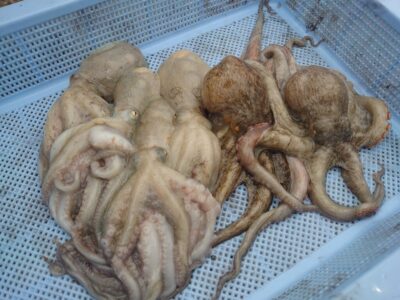 <p>しゅん君　沖の北　タコエギで新子タコ🐙大ダコバラしも…。</p>