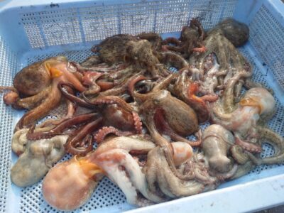<p>タコジャンキー・カラミマン様　旧一文字赤灯　タコエギで新子タコ🐙</p>