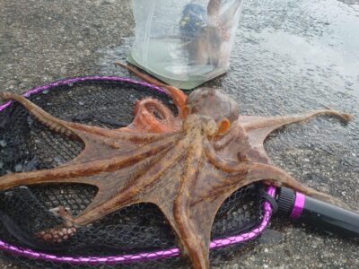 <p>釣れちゃうタマ　沖の北　タコエギで新子〜大ダコ1.8kg🐙外向きで新子、黄色いポールの内向きで6時半頃に良型と1.8kg連発♪</p><p>北が1番叩かれてないので意外といいかも♪</p><p>7時頃飲ませ釣りをしていたT山さんがブリをかけてました。姿が見えたところで走られてラインブレイク…。</p>