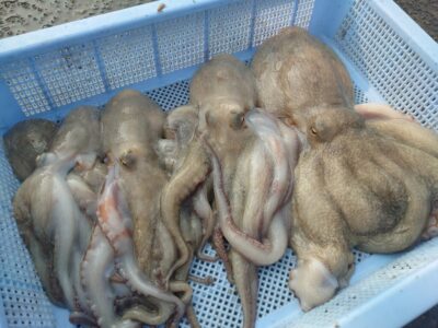<p>釣れちゃうタマ　沖の北　オイルフェンス内側内向き　タコエギで新子〜良型タコ🐙3つ近くにいた人にあげました。</p><p>渡ってすぐは潮が効いて時合いがありました。継ぎ目をやってる方の様子見てたんですが、外向きは0、内向きで良型3つ。苦潮パターンはないようでした。</p>