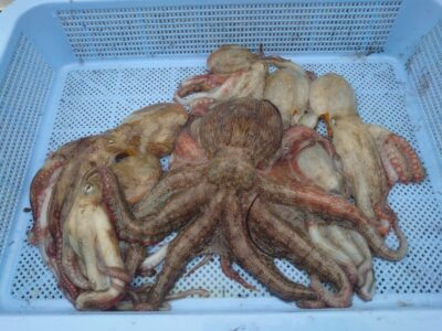 <p>ジュンジー様　旧一文字カーブ周辺　タコエギで新子タコ🐙</p>