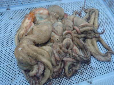 <p>福井様　旧一文字カーブ〜3番　タコエギで新子タコ🐙</p>
