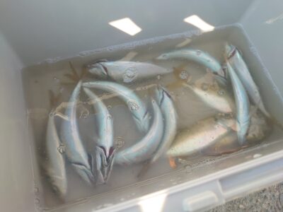 <p>若田様　旧一文字赤灯　先端内向き　足元サビキで小アジ！</p>