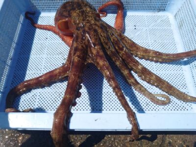 <p>大ダコハンター松村名人　沖の北内向き　長竿+タコジグで良型タコ1.1kg🐙</p>