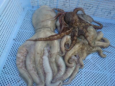 <p>タツタマン様　旧一文字赤灯　外向き遠投で良型＆新子タコ🐙</p>