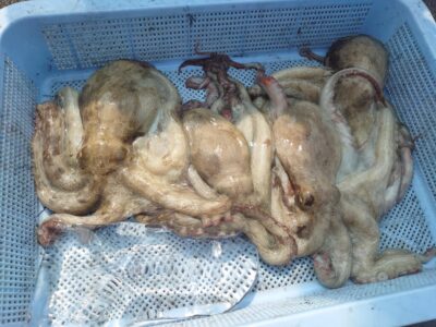<p>橋本親子様　沖の北　娘さんが継ぎ目で良型3つ🐙パパはタコエギで良型1つ🐙</p>
