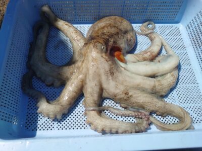 <p>杉さん。様　旧一文字3番内向き　タコエギで良型タコ1.1kg🐙新子も3つ（リリース）</p>