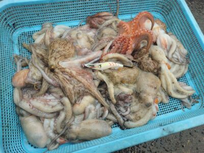 <p>上垣内様　旧一文字赤灯　メジャクラ・蛸乗りジョニーで新子タコ26杯🐙内向きが良かったそうです。</p>