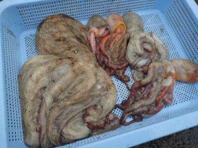 <p>チャンプ前田様　旧一文字カーブ　タコエギで新子＆900g🐙</p>