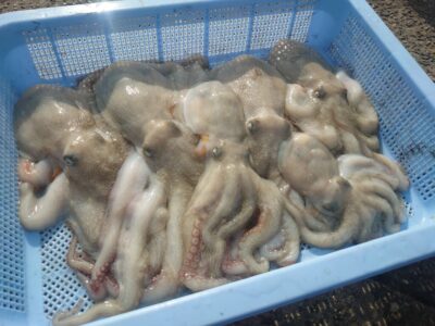<p>釣れちゃうタマ　旧一文字カーブ〜白灯　タコエギで新子タコ🐙</p><p>外向きで1つ、あとは内向き遠投（20〜30m）で釣れました。</p>