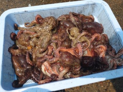 <p>森様　旧一文字赤灯内外両方　タコエギで新子〜良型タコ18杯🐙</p>
