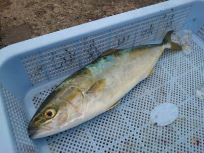 <p>沖の北　ショアジギでツバス！</p>