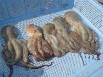 <p>旧一文字赤灯内向き　タコエギで新子タコ🐙</p>