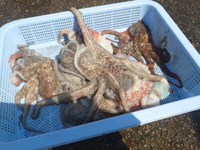 <p>山内🎰君　旧一文字カーブ〜白灯　内向き　タコエギで新子タコ🐙</p>