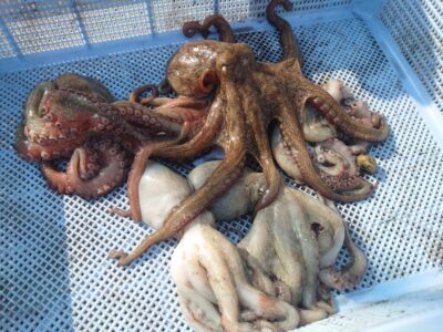 <p>上西様　旧一文字3番周辺　タコエギで新子タコ🐙リリース4つ</p>