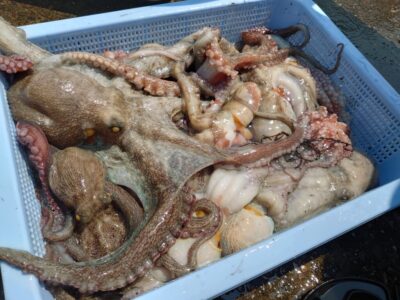 <p>赤坂プロ　沖の北の継ぎ目は不発で1つ、中波止も渋かったようで2つ、旧一文字3番に移動してから16杯🐙</p><p>今日も沖の北の苦潮パターンで爆釣は無し。ポツリポツリは釣れるので根気よく打ち続ければ稼げます。旧は朝の時合いはちゃんとあったんですが、時合い短め。朝の時合いが終わってからもポツリポツリ釣れ続いて、プチ時合いが来たところもあったようです。</p>