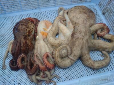 <p>杉さん。様　旧一文字3番周辺　タコエギで良型タコ1kg🐙リリースも含めると7杯♪</p>
