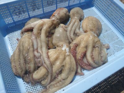 <p>坪井様　沖の北　タコエギで新子〜良型タコ🐙内で4つ、外で3つ♪</p>