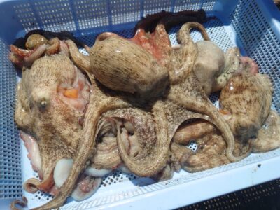 <p>澁谷様　旧一文字カーブ〜白灯内向き　タコエギで新子〜良型タコ🐙</p>