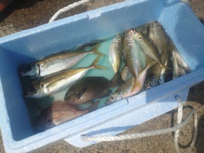 <p>肝付様　沖の北　サビキで小〜中アジ！小アジは4時便で渡ってすぐ釣れてポツリポツリ。中アジは9時頃に外向きで。</p>