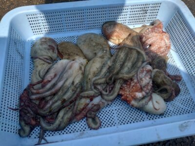 <p>宮本様　旧一文字カーブ〜3番内向き　タコエギで新子タコ🐙</p>