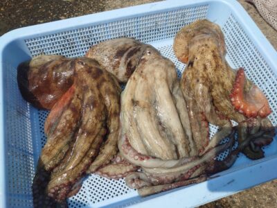 <p>まゆげの釣り日記様　沖の北　オイルフェンス内側内向き奥の方　タコエギで良型タコ🐙新子も4つ♪渋い状況でしたがしぼり出すあたりさすがですね♪</p><p>今日は中波止・旧・沖全体にゆるい苦潮が広がったようでかなり厳しい状況でした。</p><p>昨日一昨日はかなり良かったんですが、早朝から明らかになんかおかしい…釣れない…。旧でもガッチョが浮いてたりで…。でもそんなに沢山浮いてるわけではなくて赤灯のエビ撒きでガシラも釣れる…。毎年ある中途半端な苦潮でしたね。</p><p>沖の北の継ぎ目もチェックしましたがほとんど釣れず。苦潮がまわりきっていない奥の方の内向きだけまゆげさんがタコエギで釣ってました。</p><p>旧でも継ぎ目狙いに切替えた方は拾ってましたが、まだきつい苦潮が入った時の釣れ方でもなかった感じです。</p><p>苦潮がきつくなるか、このままか明日にならないとわかりません。とりあえず継ぎ目狙いもできるようにタコジグは準備しといてください。</p>