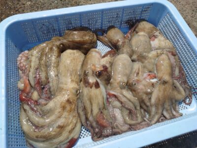 <p>向井様　旧一文字赤灯〜3番　タコエギで新子タコ🐙</p>