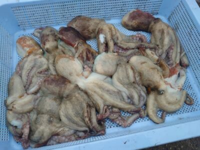 <p>だいじろ様　旧一文字カーブ周辺　タコエギで新子タコ🐙</p>
