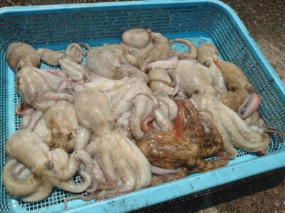 <p>ハンター高倉様　旧一文字赤灯周辺　タコエギで新子〜良型タコ🐙</p>