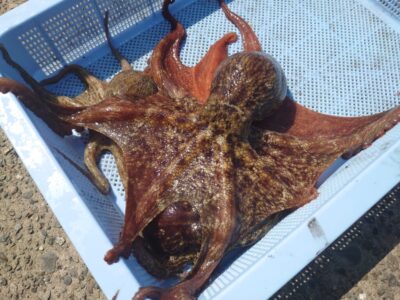 <p>アンポンタン様　旧一文字カーブ〜白灯　内向き　タコエギで新子〜良型タコ🐙</p>
