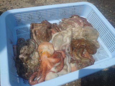 <p>山内君　旧一文字3番周辺　タコエギで新子タコ🐙亀本師匠に大敗…。</p>