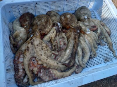 <p>やまね🐓様　旧一文字赤灯　タコエギで良型タコ🐙</p>