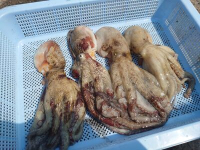 <p>旧一文字3番〜カーブ　ケーソン継ぎ目タコジグで新子タコ🐙</p>