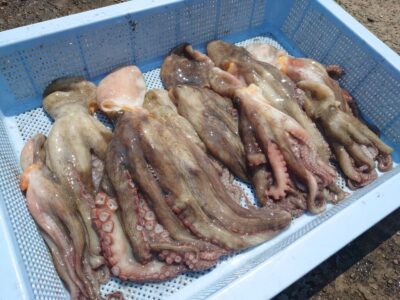 <p>大迫様　旧一文字赤灯〜3番　タコエギでタコ14杯🐙内外両方で釣れたそうです。9時頃外向きちょい遠投で時合いもあったみたい♪</p>