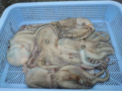 <p>向井様　沖の北　タコエギで新子タコ🐙</p>