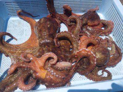 <p>森様　沖の北　タコエギで良型タコ🐙1番大きいのは1kgくらい♪</p>